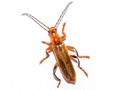 Cantharis livida